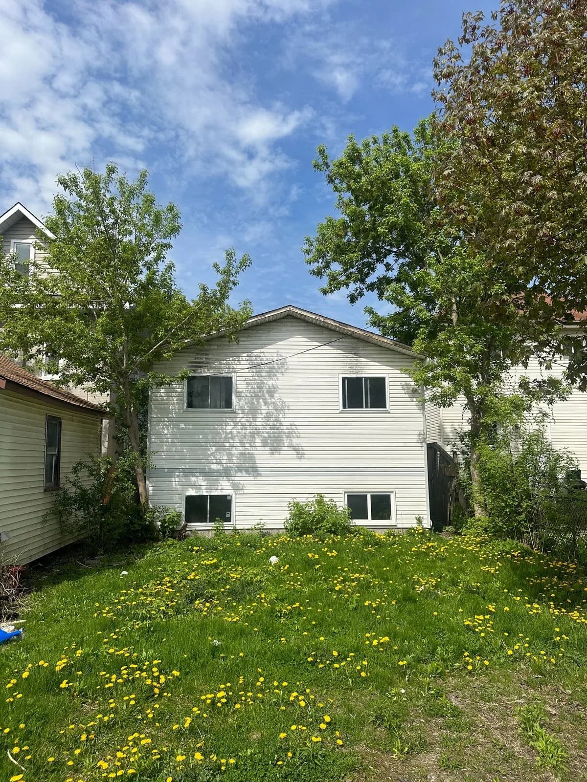 The back of a cream-sided home with a dandelion-covered backyard in Fenelon Falls